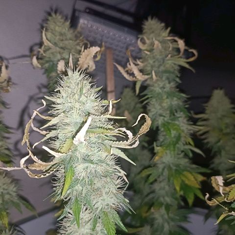 King - Amnesia Lemon growlog timeline photo