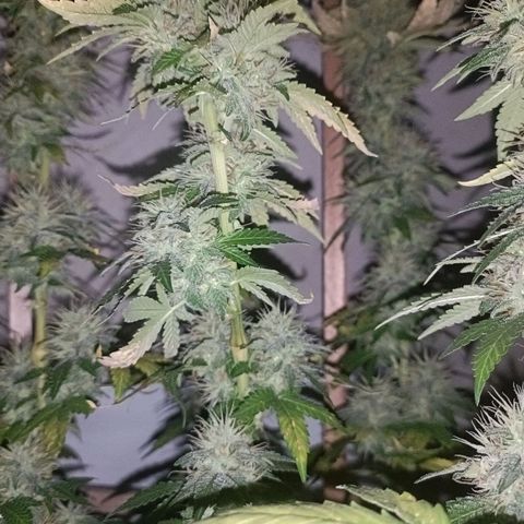 King - Amnesia Lemon growlog timeline photo
