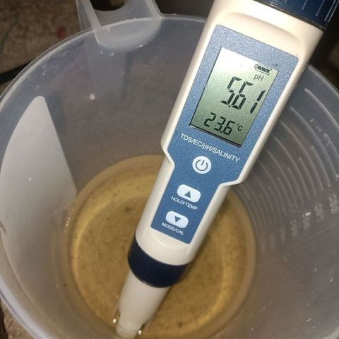 King - Amnesia Lemon growlog timeline photo