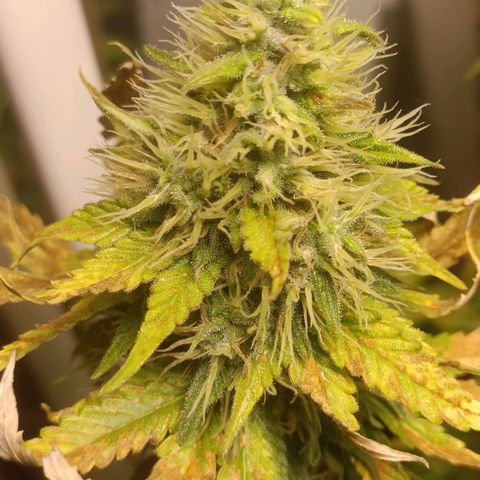 King - Amnesia Lemon growlog timeline photo