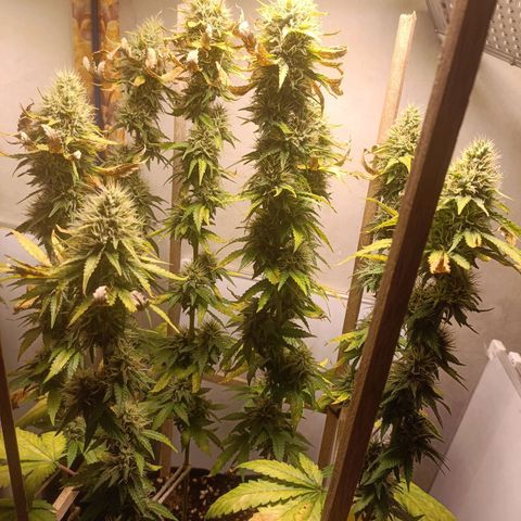 King - Amnesia Lemon growlog timeline photo