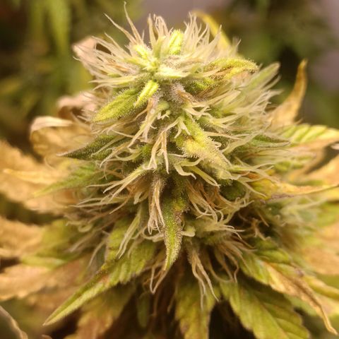 King - Amnesia Lemon growlog timeline photo