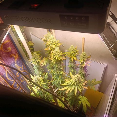 King - Amnesia Lemon growlog timeline photo