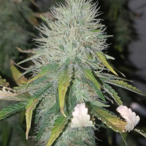 King - Amnesia Lemon growlog timeline photo