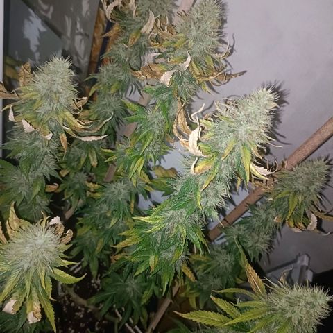 King - Amnesia Lemon growlog timeline photo