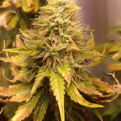 King - Amnesia Lemon growlog timeline photo