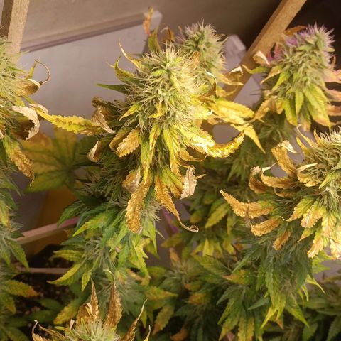 King - Amnesia Lemon growlog timeline photo