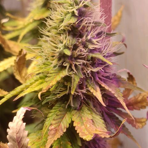 King - Amnesia Lemon growlog timeline photo