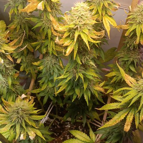 King - Amnesia Lemon growlog timeline photo