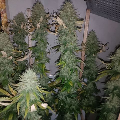 King - Amnesia Lemon growlog timeline photo