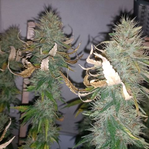 King - Amnesia Lemon growlog timeline photo