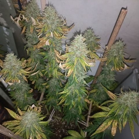 King - Amnesia Lemon growlog timeline photo