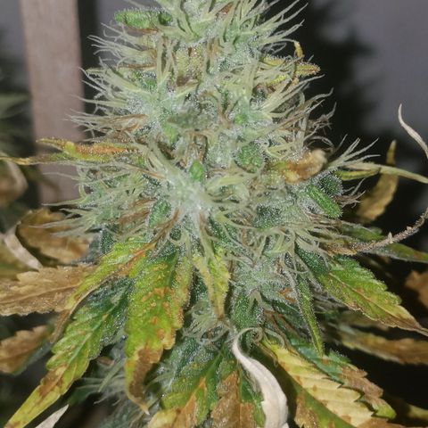 King - Amnesia Lemon growlog timeline photo