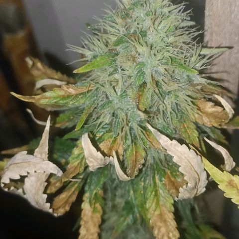 King - Amnesia Lemon growlog timeline photo
