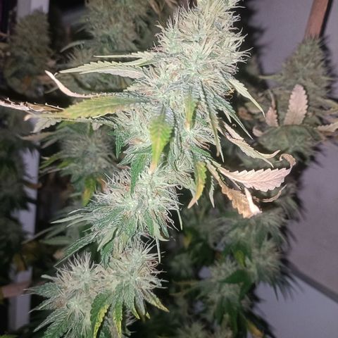 King - Amnesia Lemon growlog timeline photo