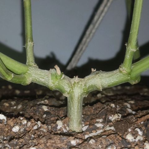 King - Amnesia Lemon growlog timeline photo