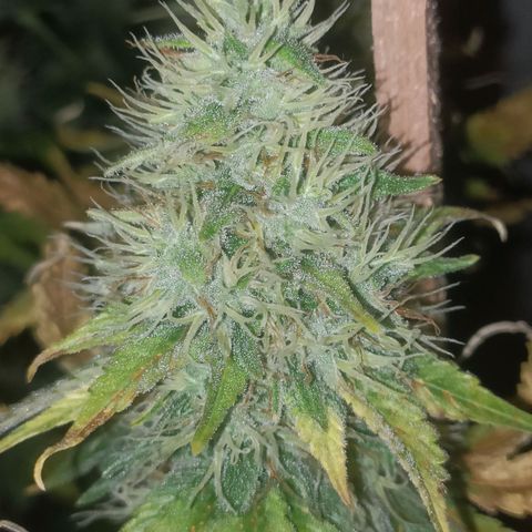 King - Amnesia Lemon growlog timeline photo