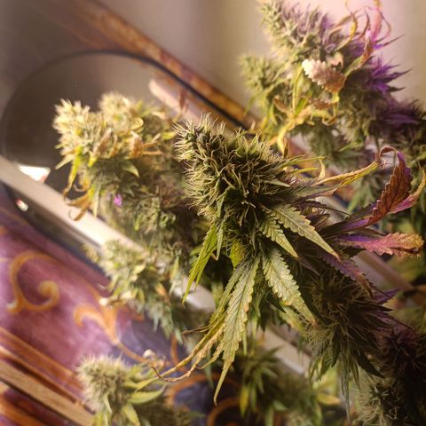King - Amnesia Lemon growlog timeline photo
