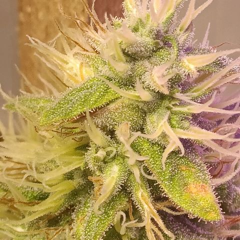 King - Amnesia Lemon growlog timeline photo