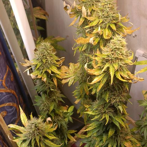 King - Amnesia Lemon growlog timeline photo