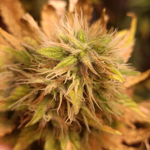 King - Amnesia Lemon growlog timeline photo