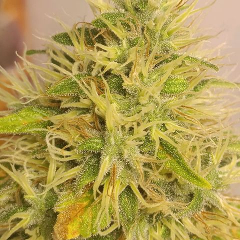 King - Amnesia Lemon growlog timeline photo