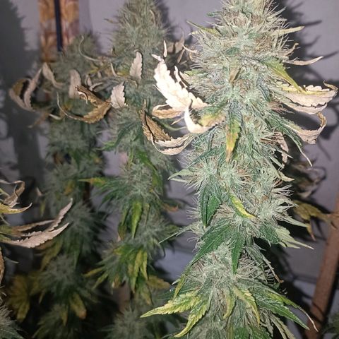 King - Amnesia Lemon growlog timeline photo