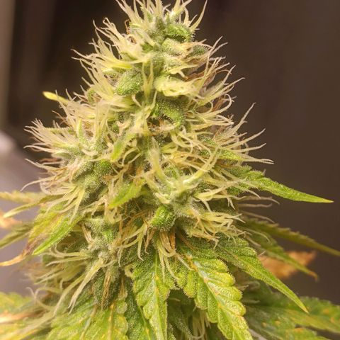 King - Amnesia Lemon growlog timeline photo