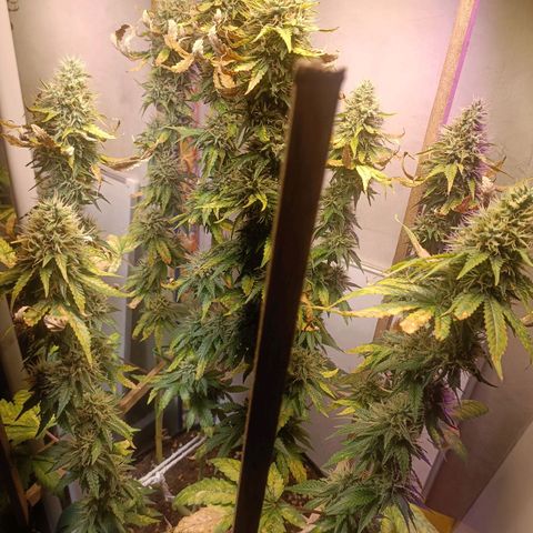 King - Amnesia Lemon growlog timeline photo
