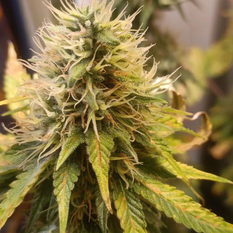 King - Amnesia Lemon growlog timeline photo