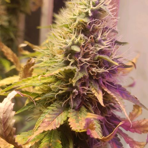 King - Amnesia Lemon growlog timeline photo