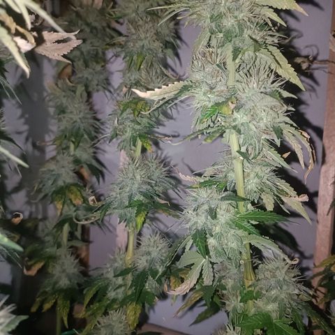 King - Amnesia Lemon growlog timeline photo