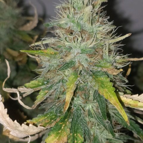 King - Amnesia Lemon growlog timeline photo