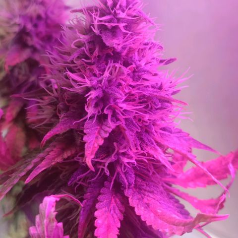King - Amnesia Lemon growlog timeline photo