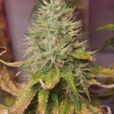 King - Amnesia Lemon growlog timeline photo