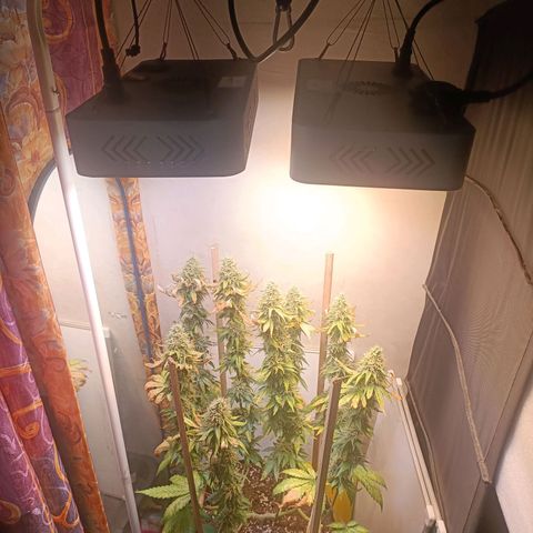 King - Amnesia Lemon growlog timeline photo