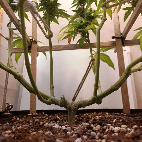 King - Amnesia Lemon growlog timeline photo