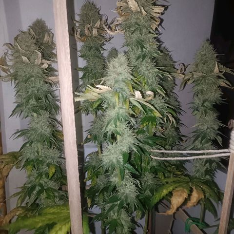 King - Amnesia Lemon growlog timeline photo