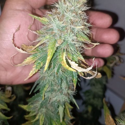 King - Amnesia Lemon growlog timeline photo