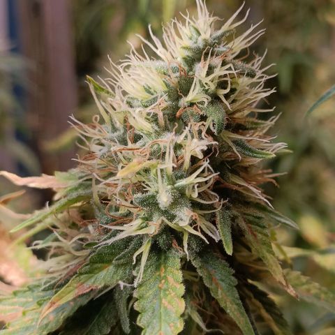 King - Amnesia Lemon growlog timeline photo