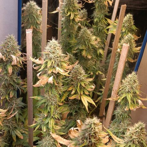 King - Amnesia Lemon growlog timeline photo