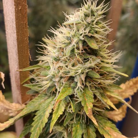 King - Amnesia Lemon growlog timeline photo