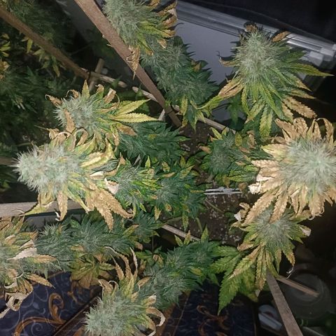 King - Amnesia Lemon growlog timeline photo