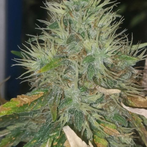 King - Amnesia Lemon growlog timeline photo
