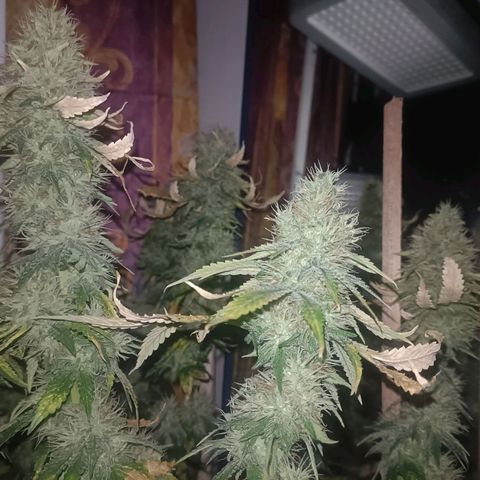 King - Amnesia Lemon growlog timeline photo