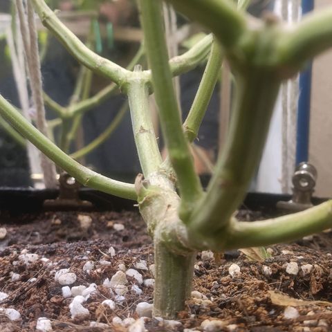 King - Amnesia Lemon growlog timeline photo