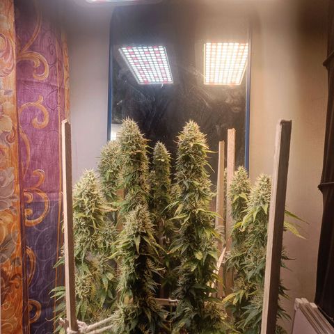 King - Amnesia Lemon growlog timeline photo