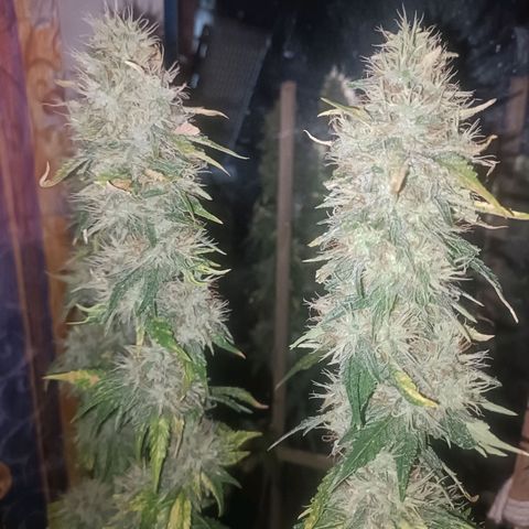 King - Amnesia Lemon growlog timeline photo