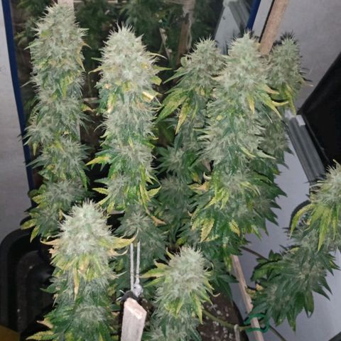 King - Amnesia Lemon growlog timeline photo