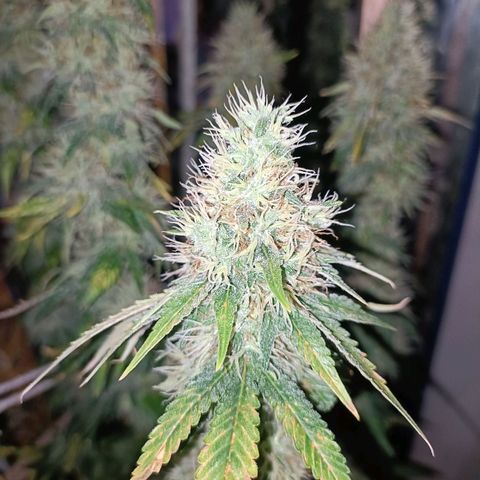 King - Amnesia Lemon growlog timeline photo